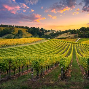 Tastes of Southern Australia