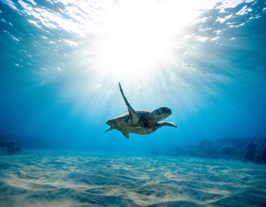 Turtle Trek