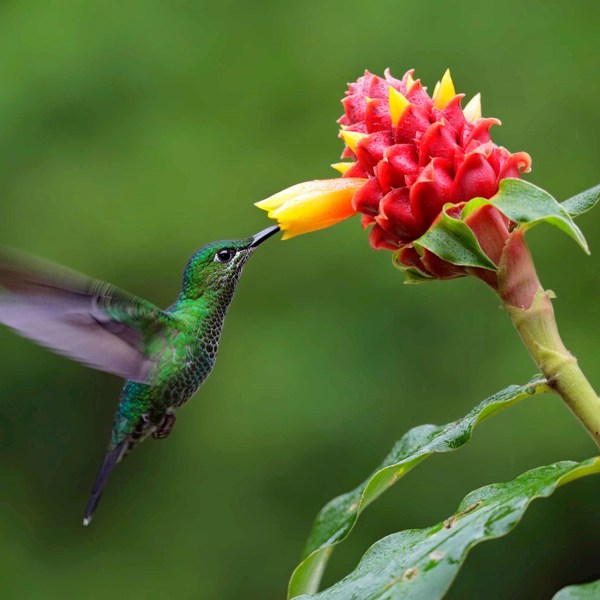 8-Day Costa Rica Tour from San Jose to Liberia: Tortuguero National Park and Monteverde | 1 Country and 9 Cities | 7 Breakfasts, 4 Lunches, 6 Dinners
