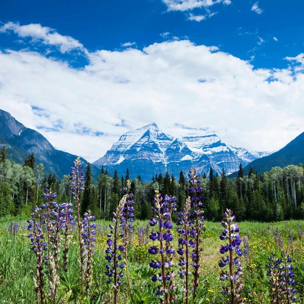12-Day Canadian Rockies Tour from Vancouver with Rocky Mountaineer Train: Stanley Park, Vancouver Island, Jasper National Park, Icefields Parkway and Lake Louise