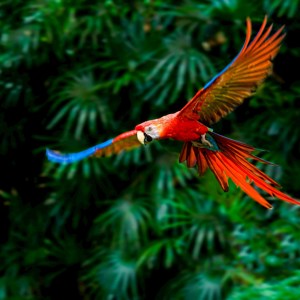 10-Day Costa Rica Adventure with Tortuguero Extension