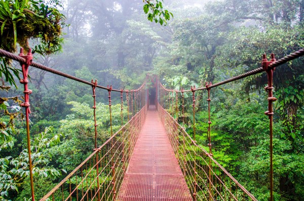 Bridge in Monteverde Cloud Rainforest, Costa Rica