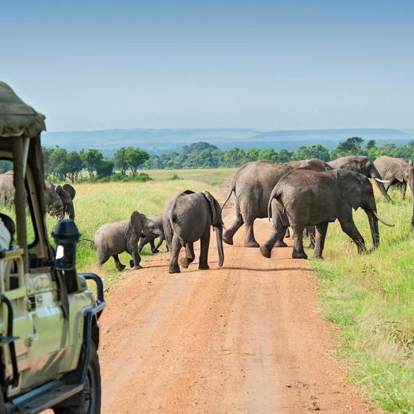 8-Day Kenya Tour: Amboseli National Park, Lake Elementaita and Maasai Mara