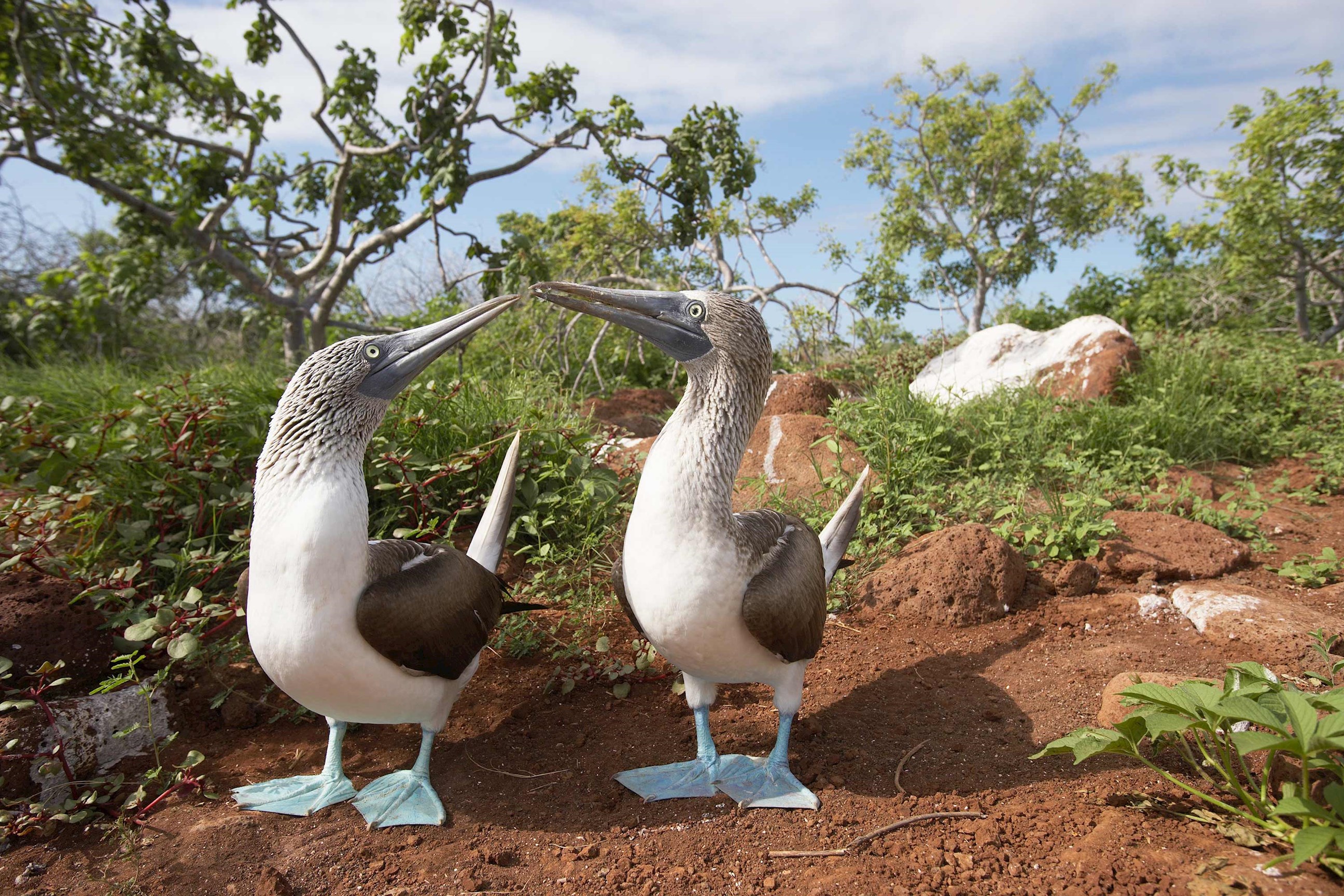 tourhub | Trafalgar | Highlights of Peru with Galápagos Legend East Cruise 