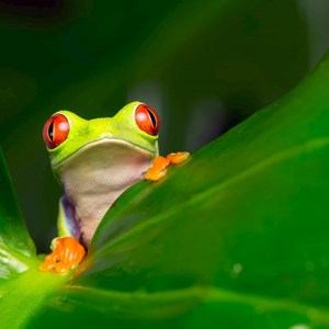 Land of the Incas with Peruvian Amazon Guided Tour