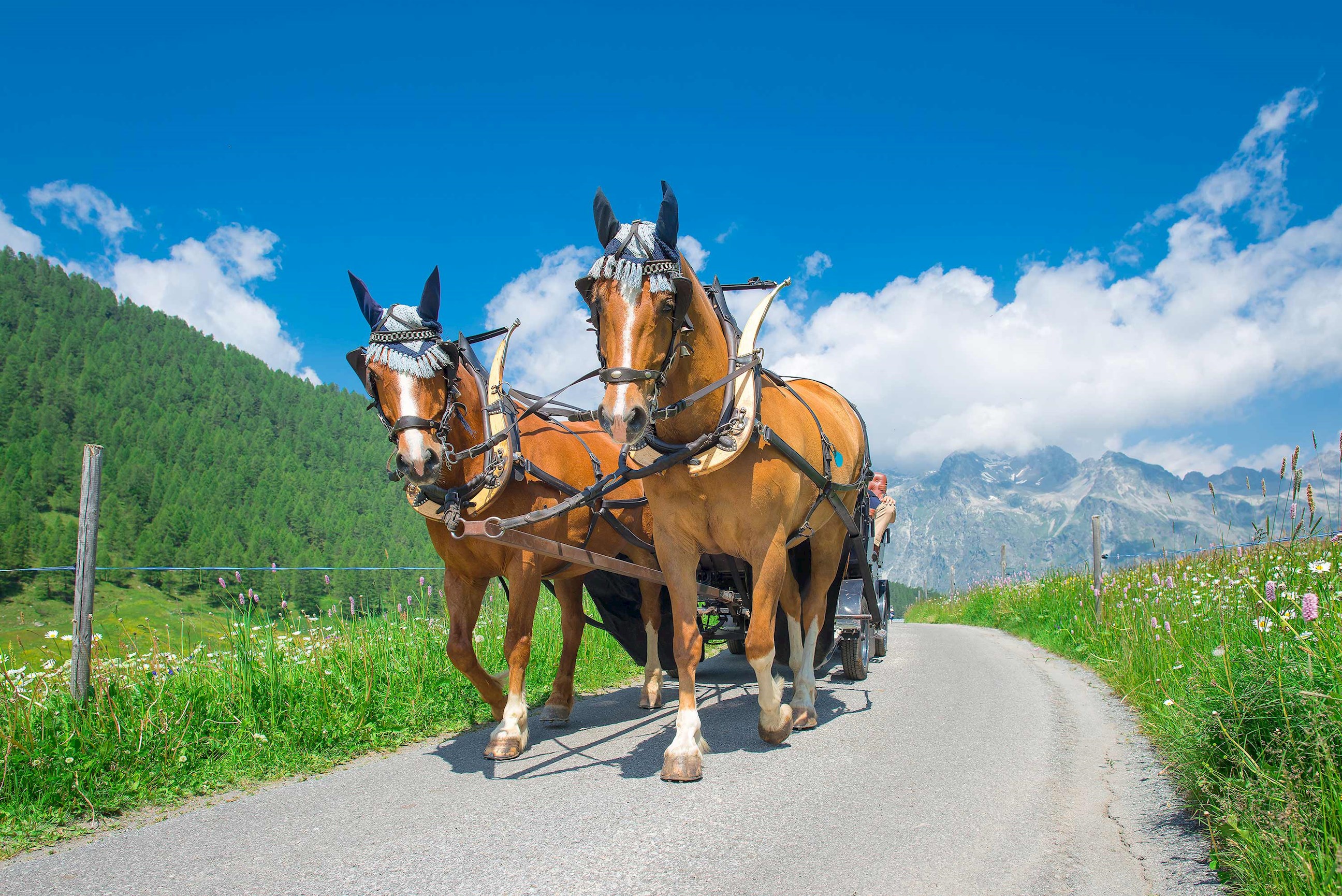 Enjoy a horse and carriage ride, Switzerland