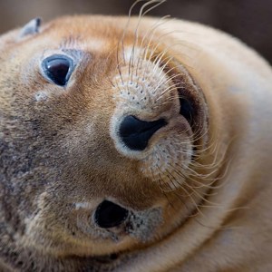 Seal Bay