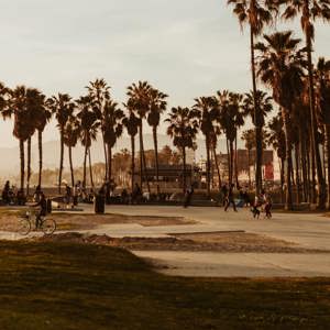 Cyclists and skaters at the iconic Venice Beach boardwalk and skate park lined with tall palm trees at golden hour in Los Angeles California - Contiki USA LA to the Bay Tour