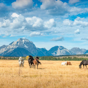 Wyoming and Montana, Guided Tour 2027