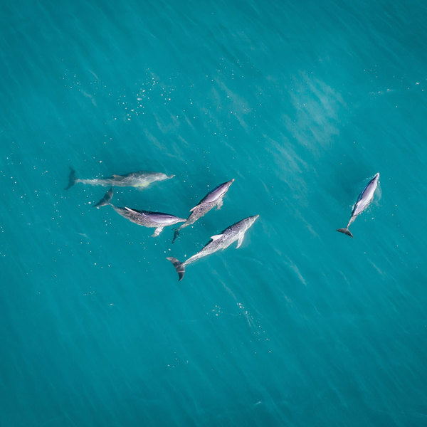 Monkey Mia Dolphins and West Coast