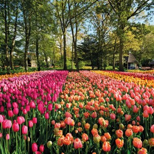 Chelsea Flower Show and Springtime Alps Guided Tour