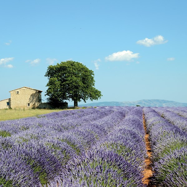 tourhub | Insight Vacations | Country Roads of France - Small Group | SE723ZN20