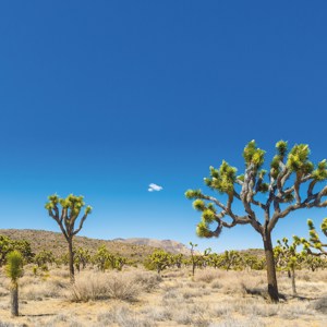 Desert Escapes of California and Arizona Guided Tour