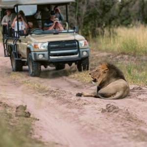 Travellers on an open safari game drive watching a male lion resting on the track in the African wilderness during the Southern Africa Safari 35 to 45 Tour