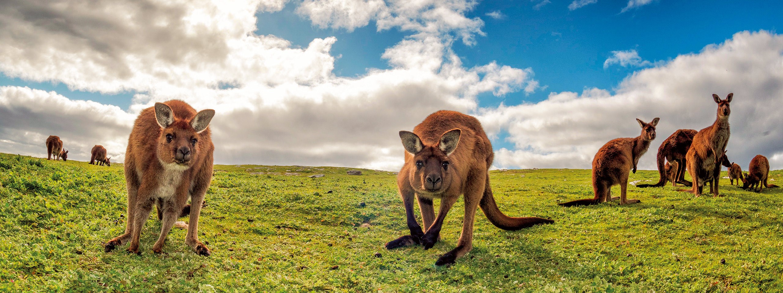 tourhub | AAT Kings | Great Ocean Road & Kangaroo Island Escape 