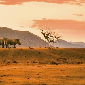 Two rhinos roam the African savanna as a safari vehicle approaches during the Contiki Cape Town to Kruger Safari Tour