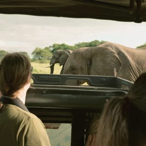 Travellers watching elephants from an open safari vehicle - Contiki Best of Kenya & Tanzania Tour