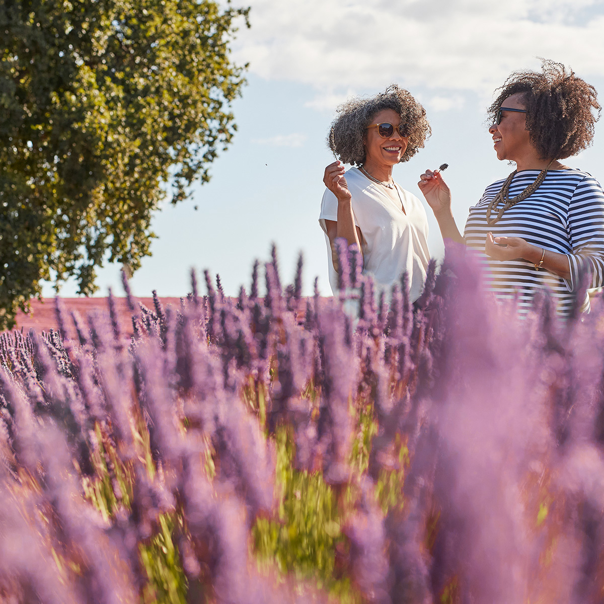 Ladies Smelling Lavender Bridestowe Lavender Estate