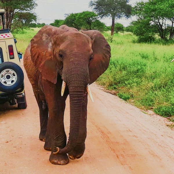 6-Day Tanzania Safari