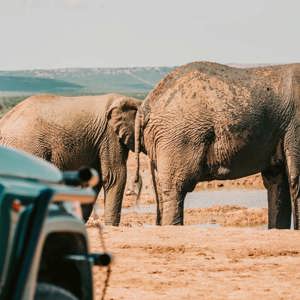 Elephants standing at a waterhole beside safari vehicles in Addo Elephant National Park, South Africa, on the Contiki Garden Route & Addo 35 to 45 Tour