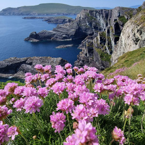 Ireland's Icons - Premium