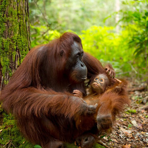 11-Day Wild Encounters of Borneo with Kuching - Small Group (Jan 2027 - Dec 2027)