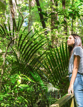 Traveller stood on a walk way through the trees in Parry Kauri Park, New Zealand