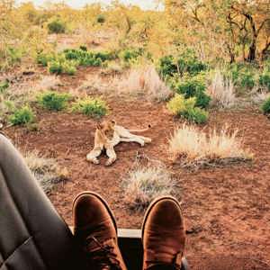 Lion resting beside a safari track viewed from an open safari vehicle in Kruger National Park, South Africa, on the Contiki Kruger & Eswatini Safari 35 to 45 Tour
