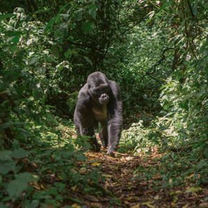 7-Day Best of Uganda 35 to 45 | Camping | 2027