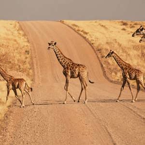 A herd of giraffes crosses a desert road in Namibia during the Contiki Best of Namibia Tour