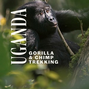 Uganda Gorilla & Chimp Trekking Tour