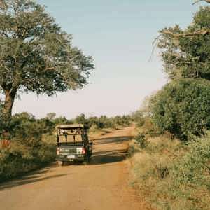 Safari vehicle driving through the South African bush on a game drive during Contiki's Cape Town to Kruger Safari Tour