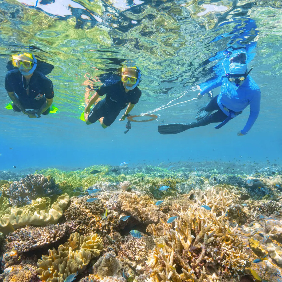 Snorkelling on Great Barrier Reef