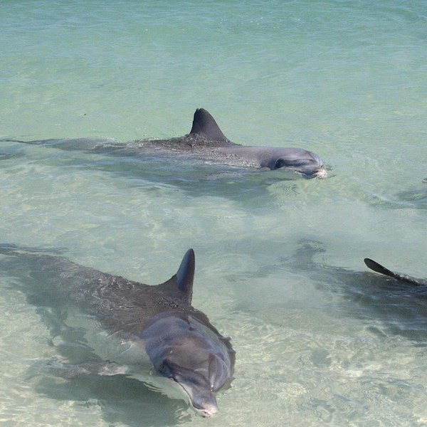 Monkey Mia Dolphins & West Coast