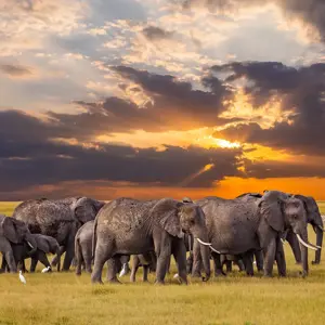 8-Day Tanzania Safari with Serengeti  2027