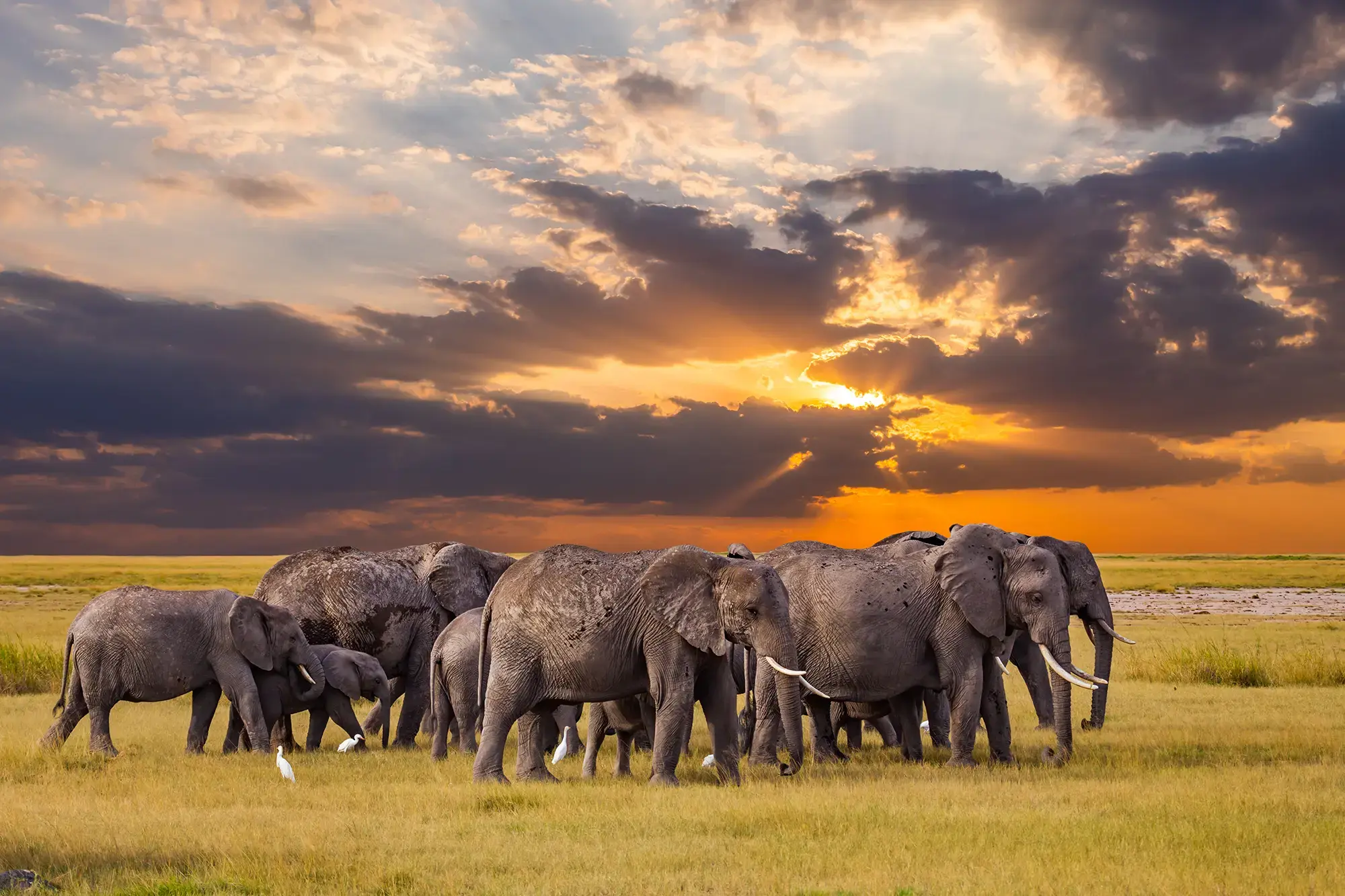 Wild Savannah Serengeti Tanzania