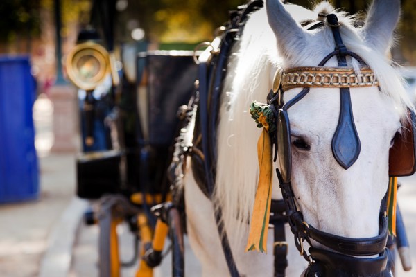 White Horse with Carriage, Sevilla, Spain