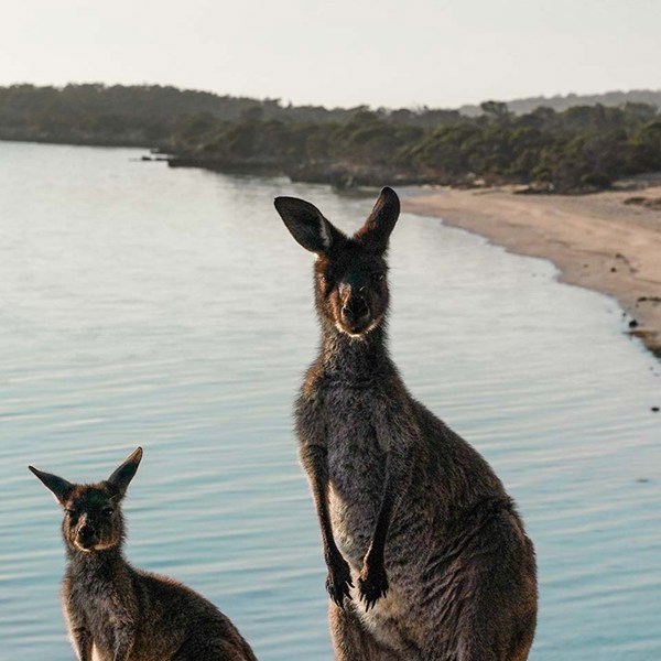 tourhub | AAT Kings | South Australian Eyre Peninsula Escape 