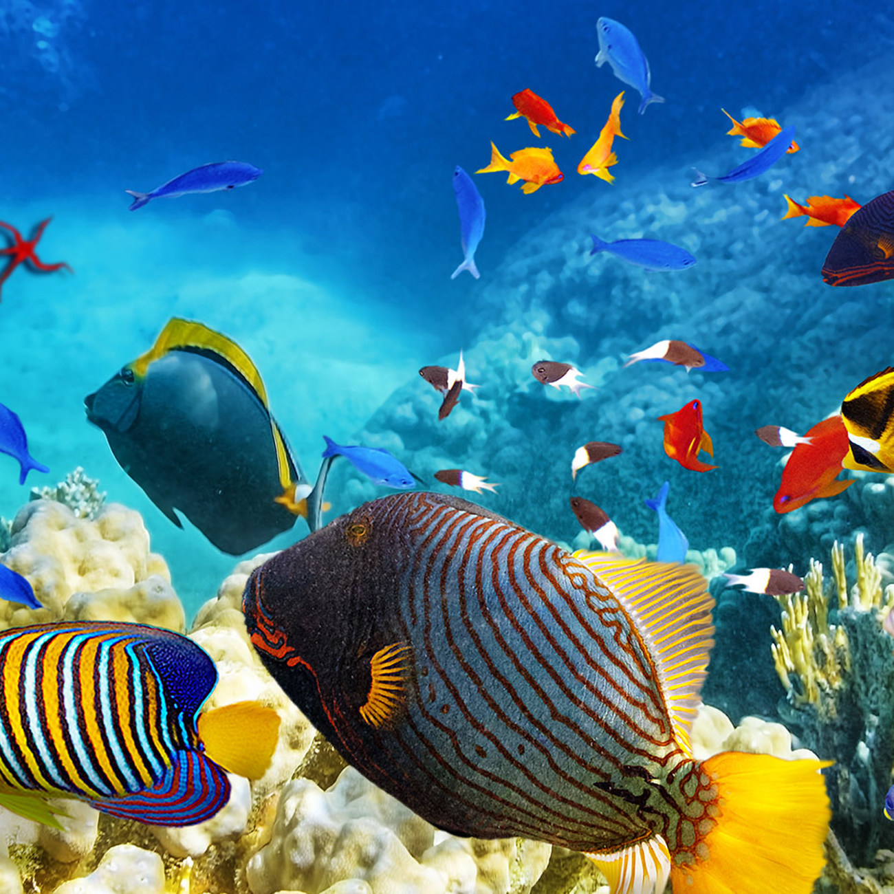 Cairns and the Great Barrier Reef