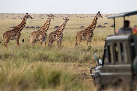 Essence of South Africa