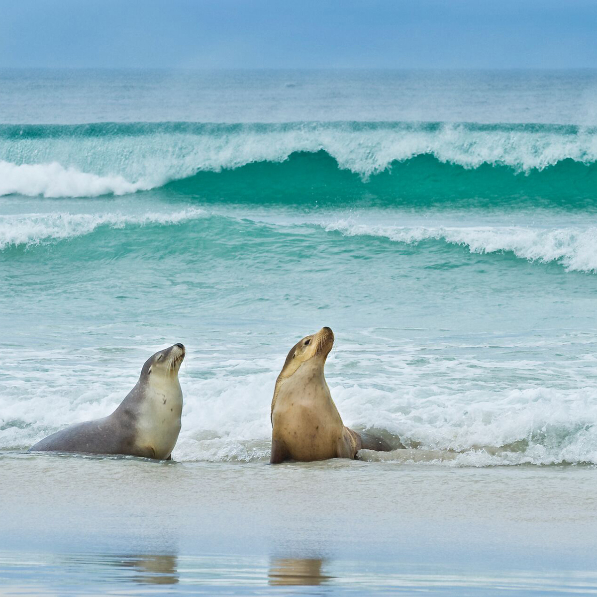 Large Sealion on Kangaroo Island