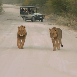 Two lions walking along a safari track as a group watch from an open safari vehicle - Contiki Southern Africa Safari Tour