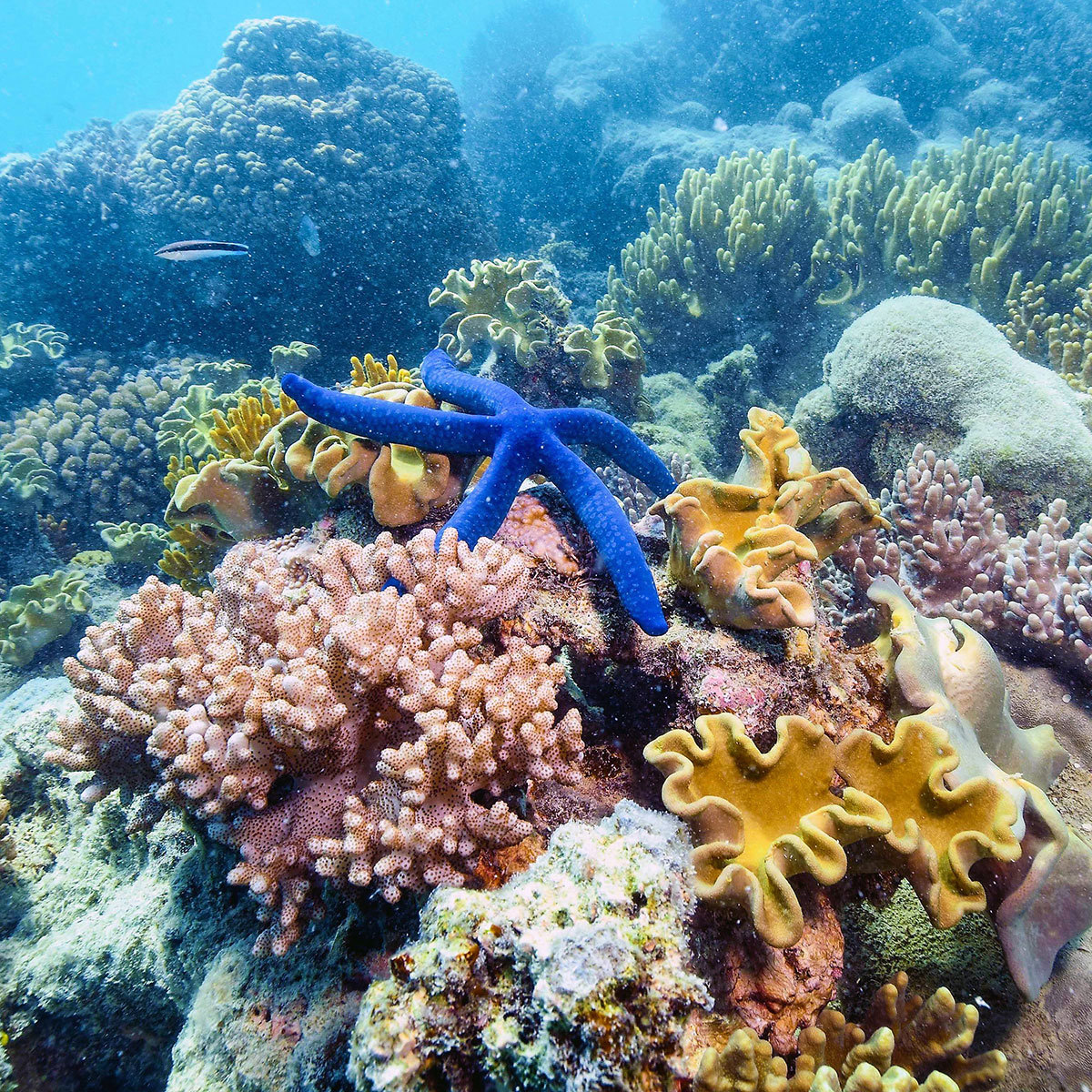 Snorkelling Great Barrier Reef