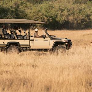 Travellers on an open safari game drive spotting lions in the African savannah, experiencing unforgettable wildlife encounters on the South Africa & Botswana 35 to 45 Tour