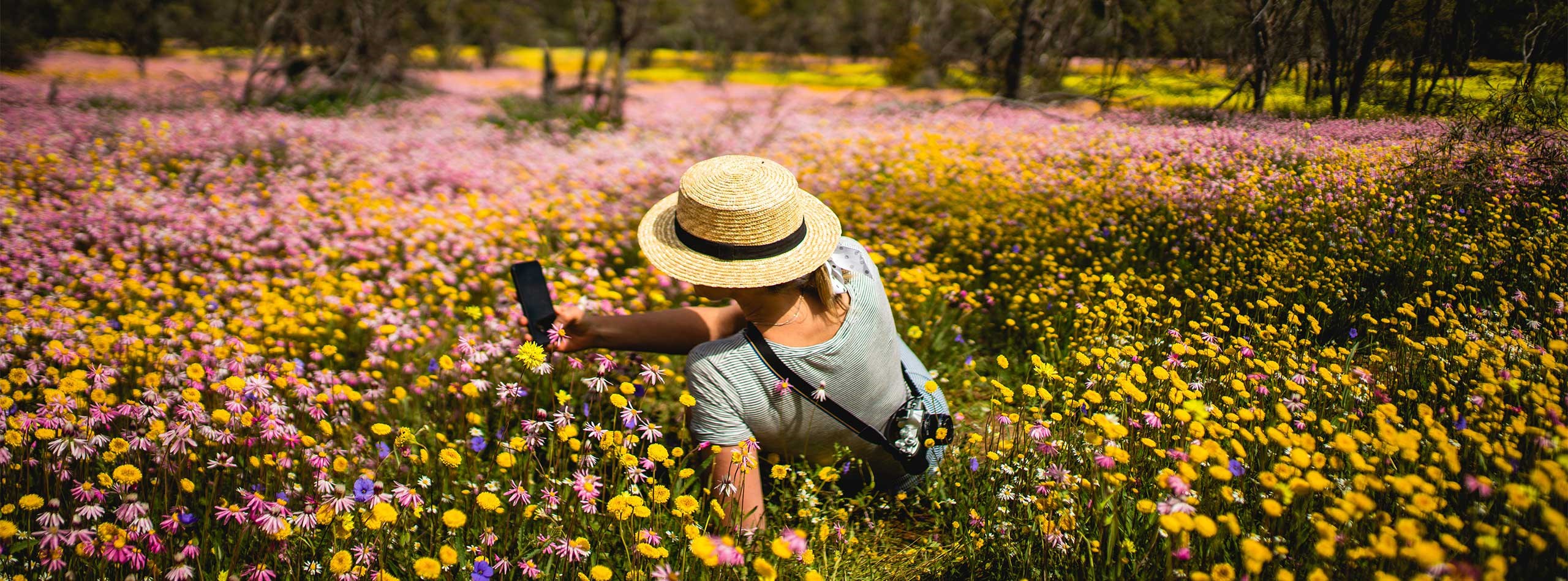 Wildflowers Coalseam Conservation Park