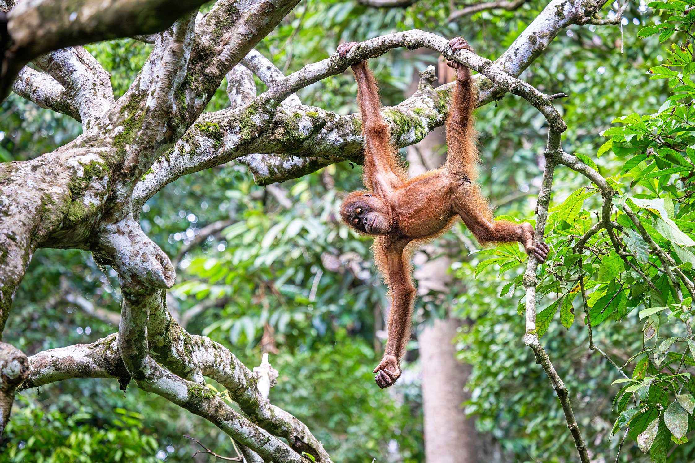 tourhub | Contiki | Borneo Adventure 