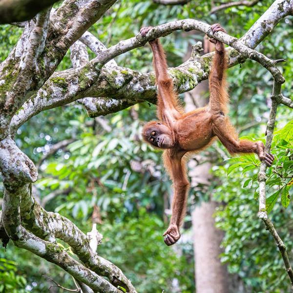 tourhub | Contiki | Borneo Adventure 