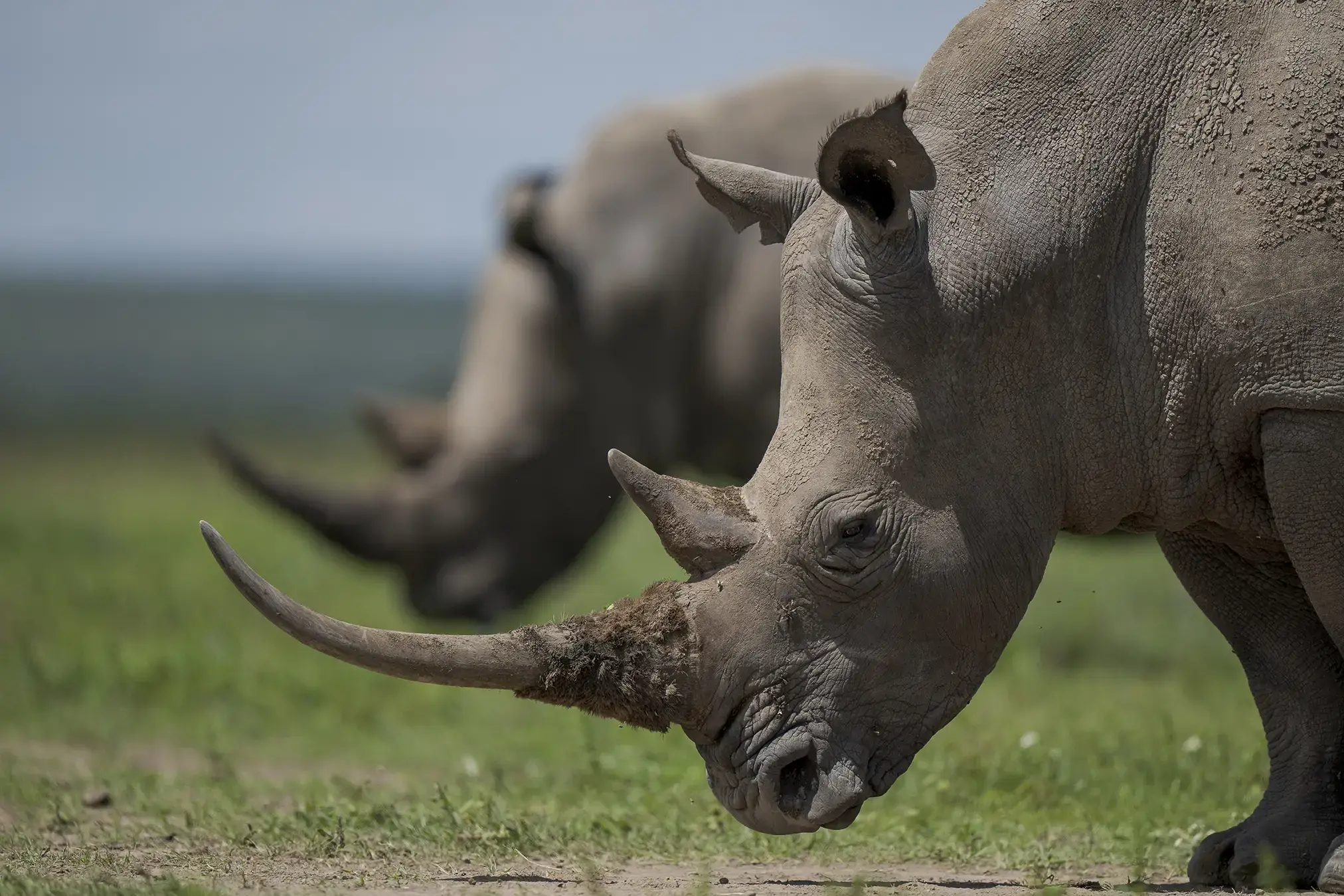 Rhinos Ol Pejeta Kenya