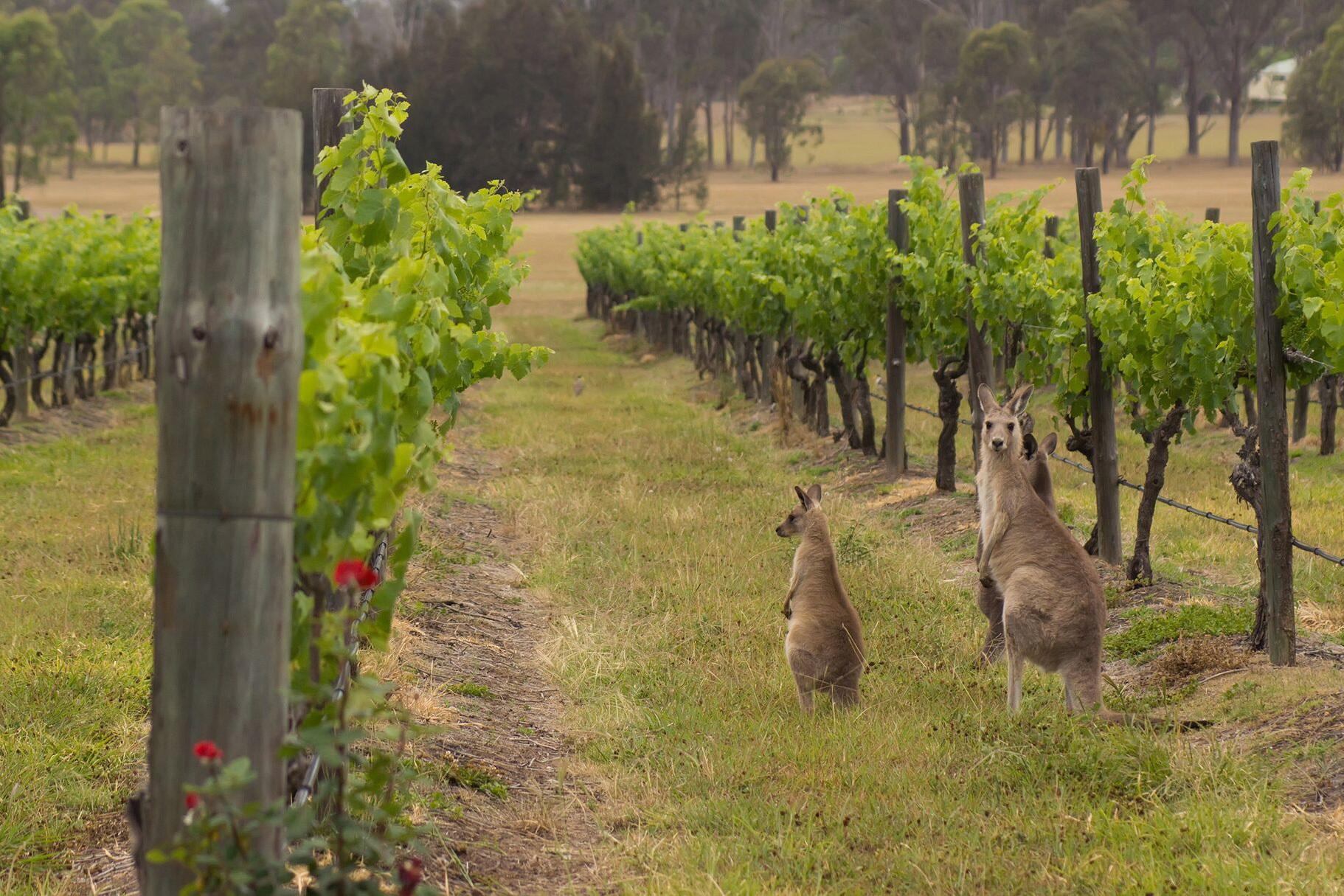Hunter Valley Kangaroos in the vineyard